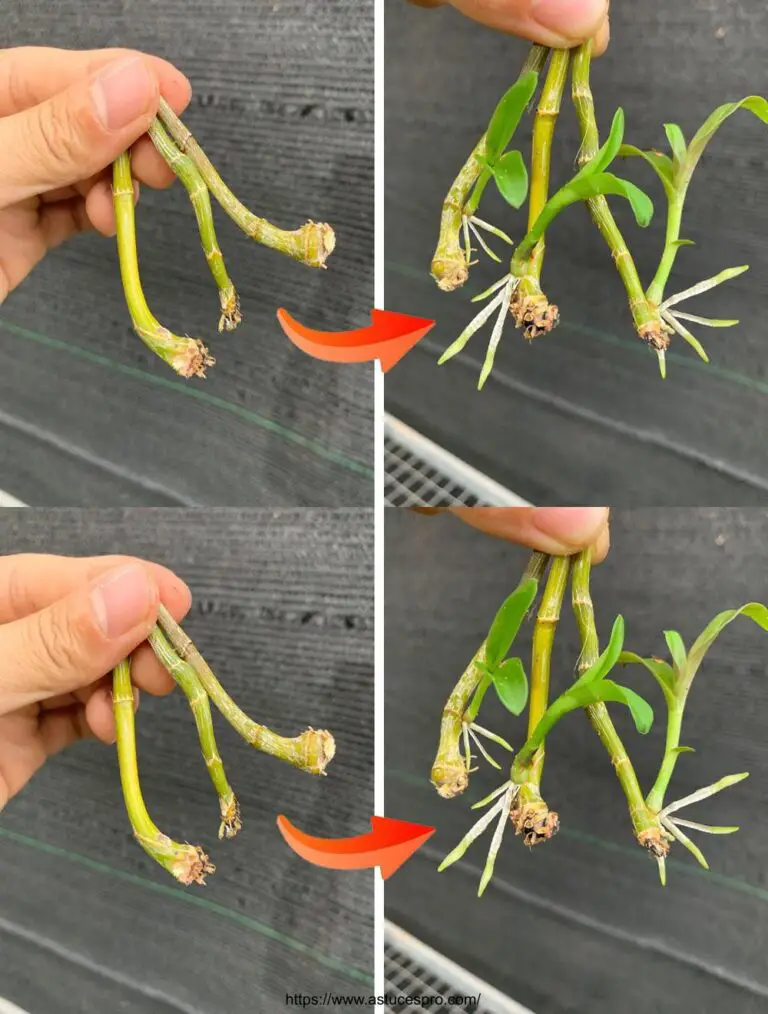 Cómo cultivar orquídeas de ramas para principiantes