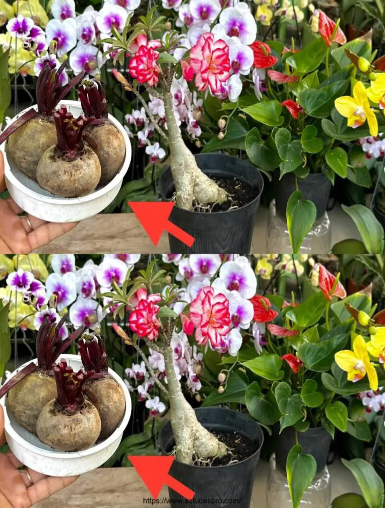 Sorpréndete con este producto para orquídeas y otras flores que no florecen y crecen lentamente