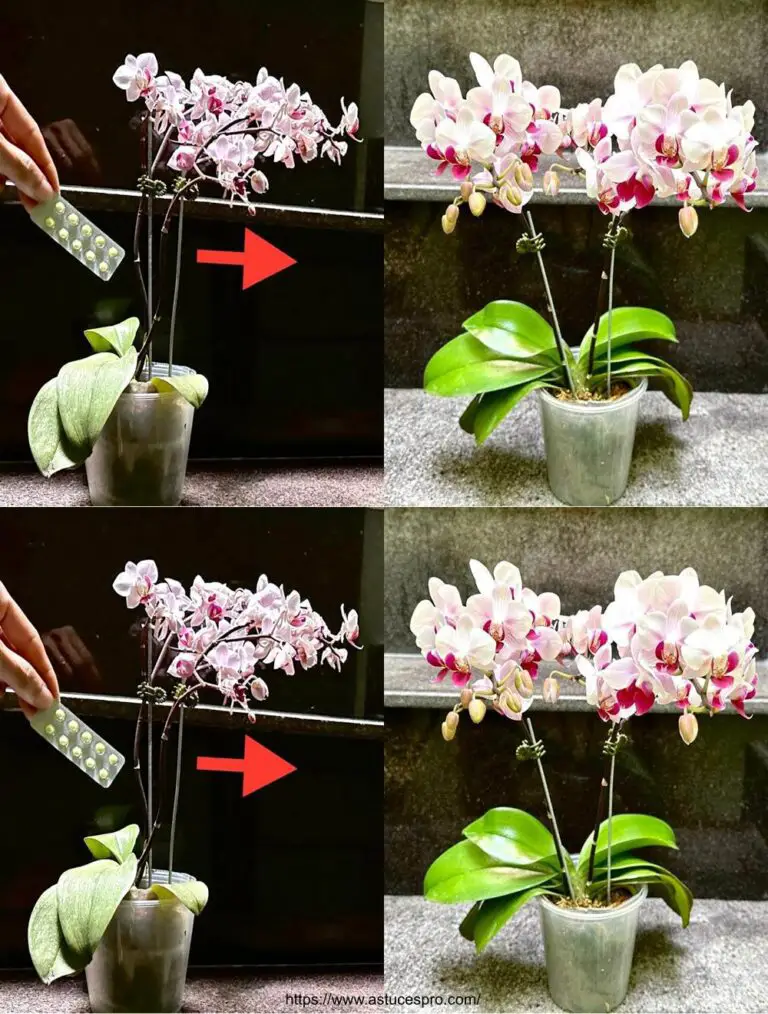 Cómo mantener las orquídeas más frescas y en buena forma, un secreto conocido de pocas personas