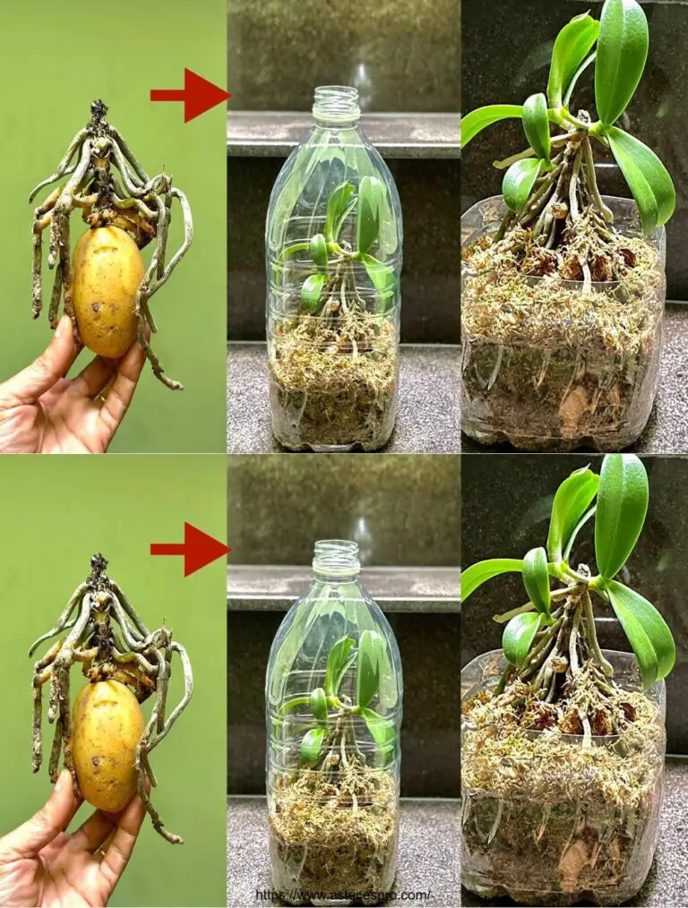 Secretos para cultivar muchas orquídeas pequeñas bajo el árbol