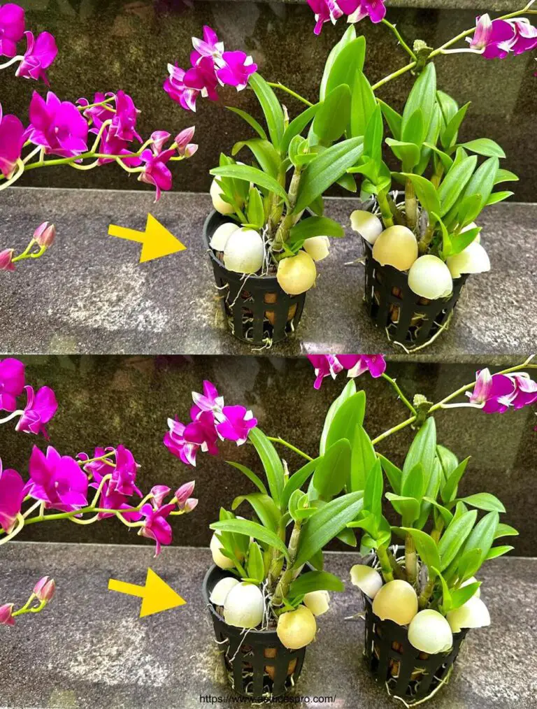 Acelerando el crecimiento de la orquídea y el florecimiento con las campanas de huevo: ¡Descubre esta nueva propina!