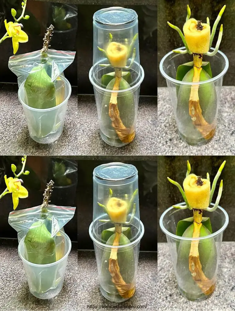 ¡Por supuesto! Aquí hay una versión más pegadiza en francés: Boosting Orchid Growth: The Secret Method for Crazy Roots!