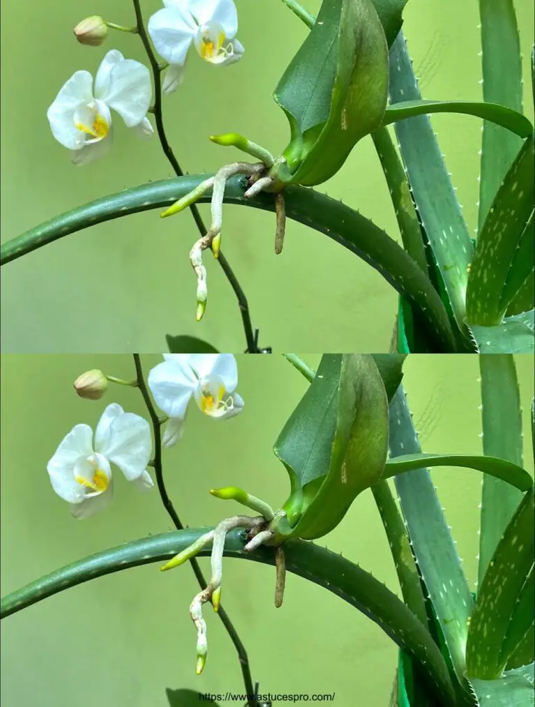 Una regeneración increíble para sus orquídeas abatidas