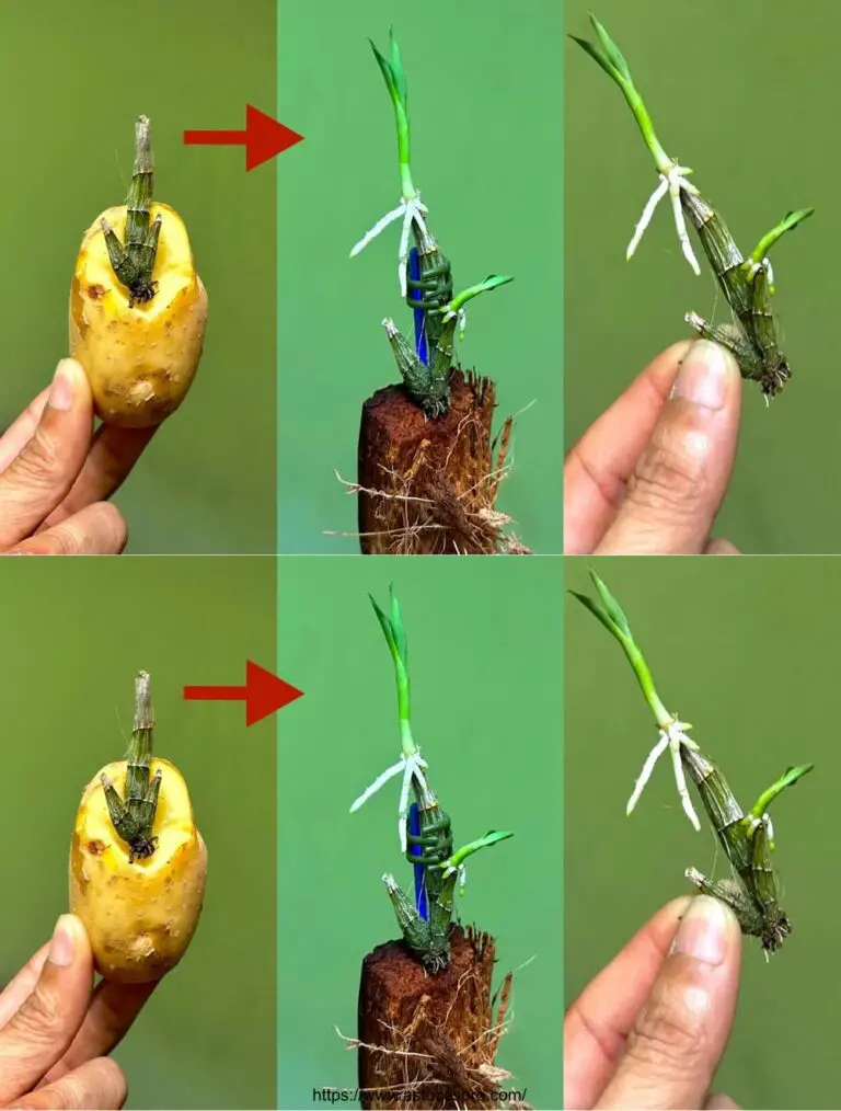 Aprende cómo difundir rápidamente las orquídeas