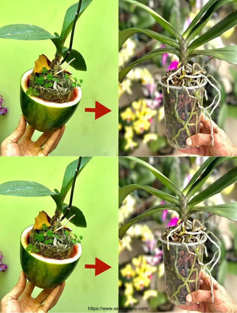 Cuida de las orquídeas Thay en este secreto para verlos florecer rápidamente