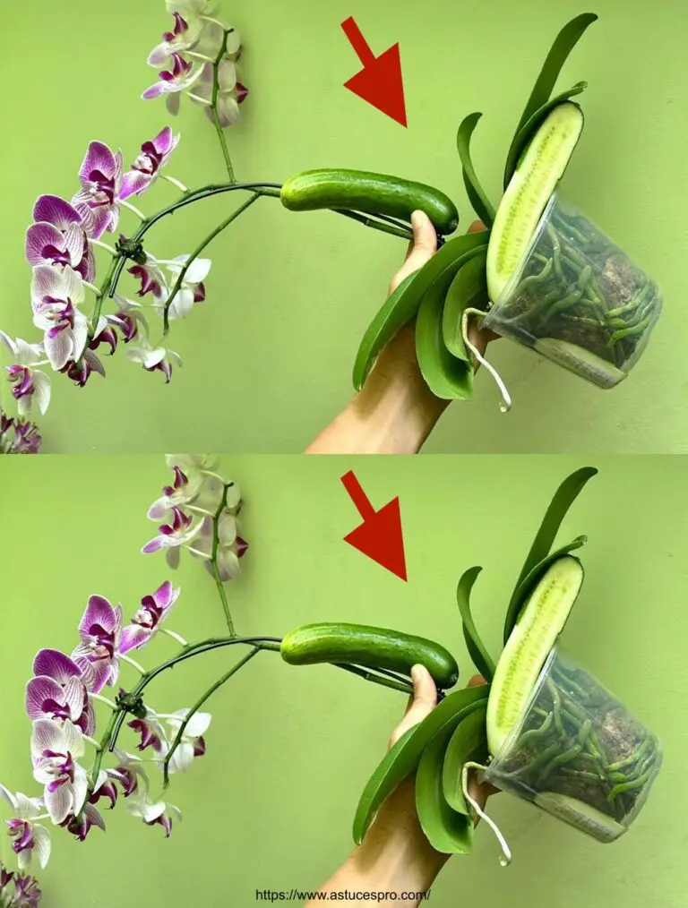 Aumentar el crecimiento de sus orquídeas con este producto desconocido!