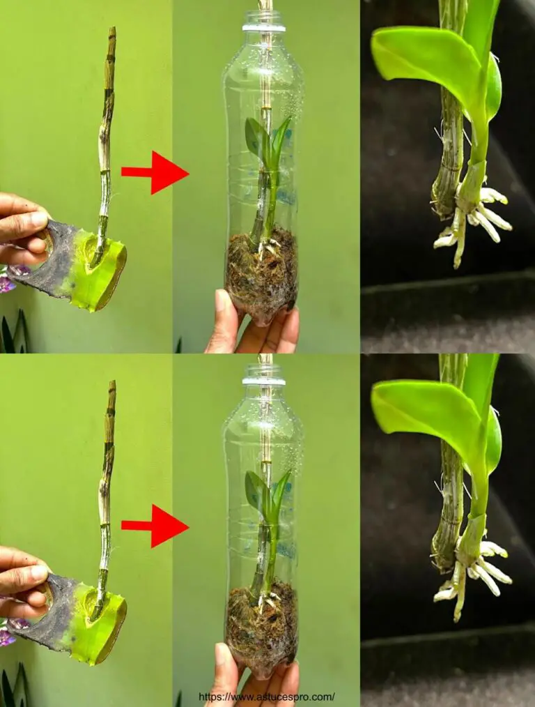 Cómo Propager fácilmente Orquídeas de ramas sin raíces