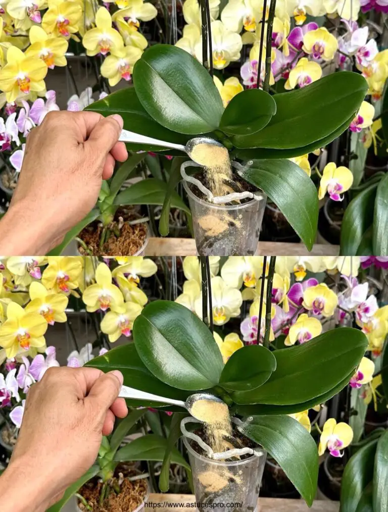 Utilice rápidamente esta cuchara para hacer que las orquídeas florezcan larga y rápidamente