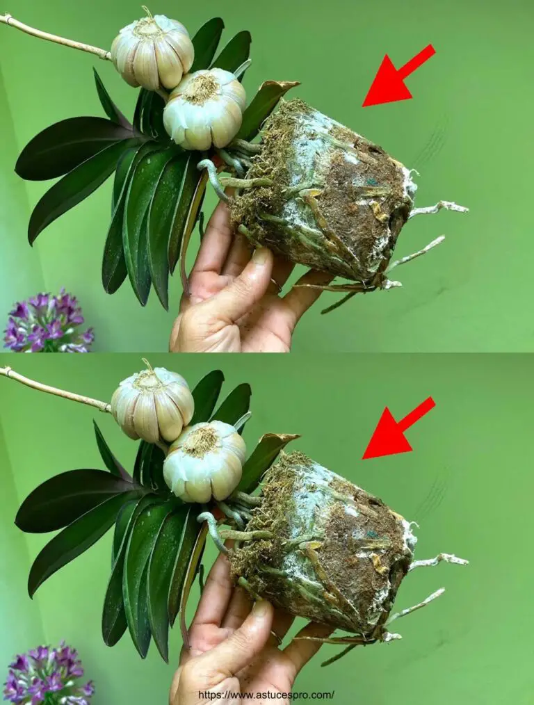 Un secreto para mantener tus orquídeas brillantes