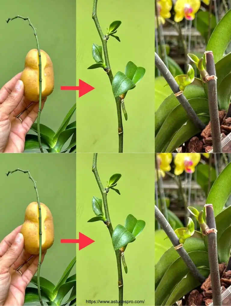 ¿Crees que hacerlo crecerá rápidamente pequeñas flores en las ramas de la orquídea?