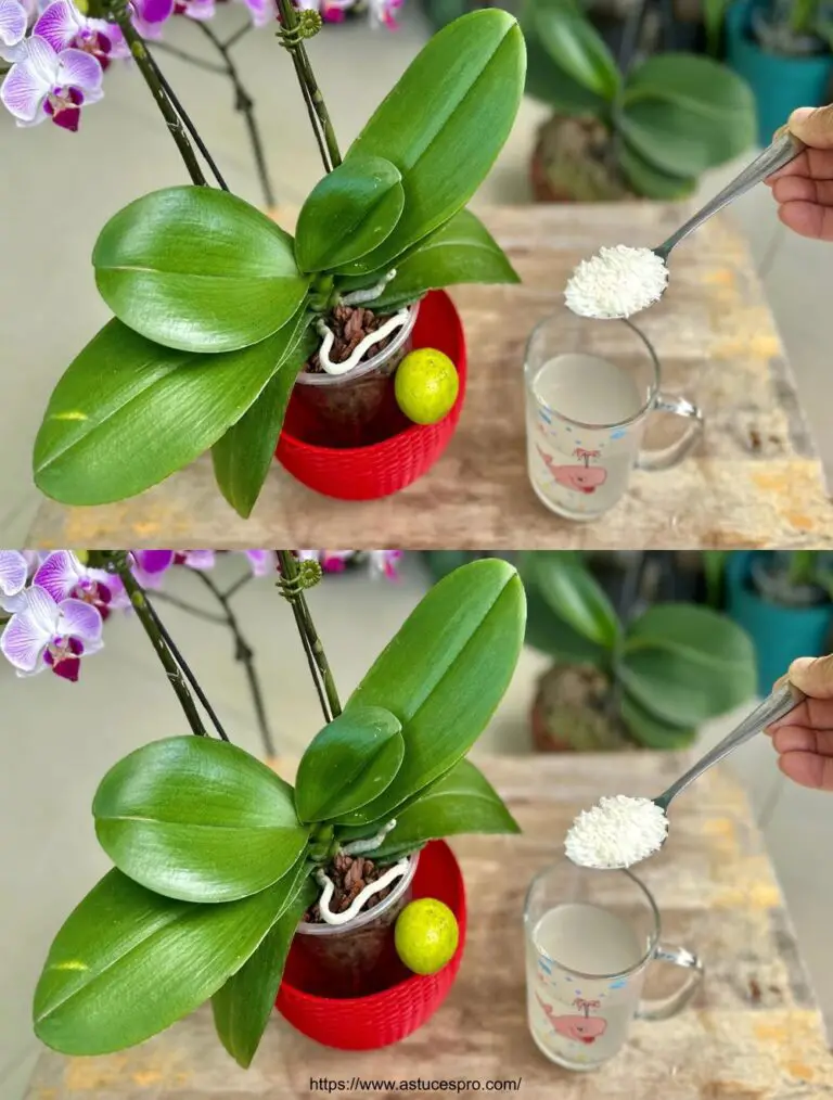 Cómo crecer orquídeas de profusión