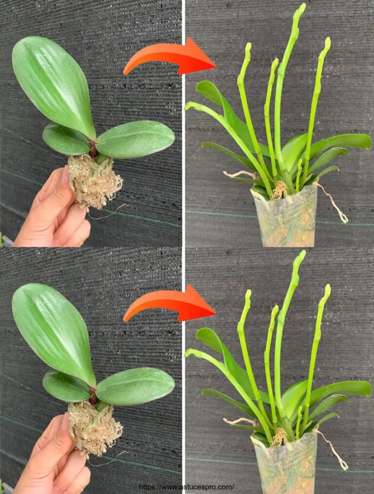 Cómo crecer las orquídeas rápidamente y hacerlas florecer en abundancia para siempre