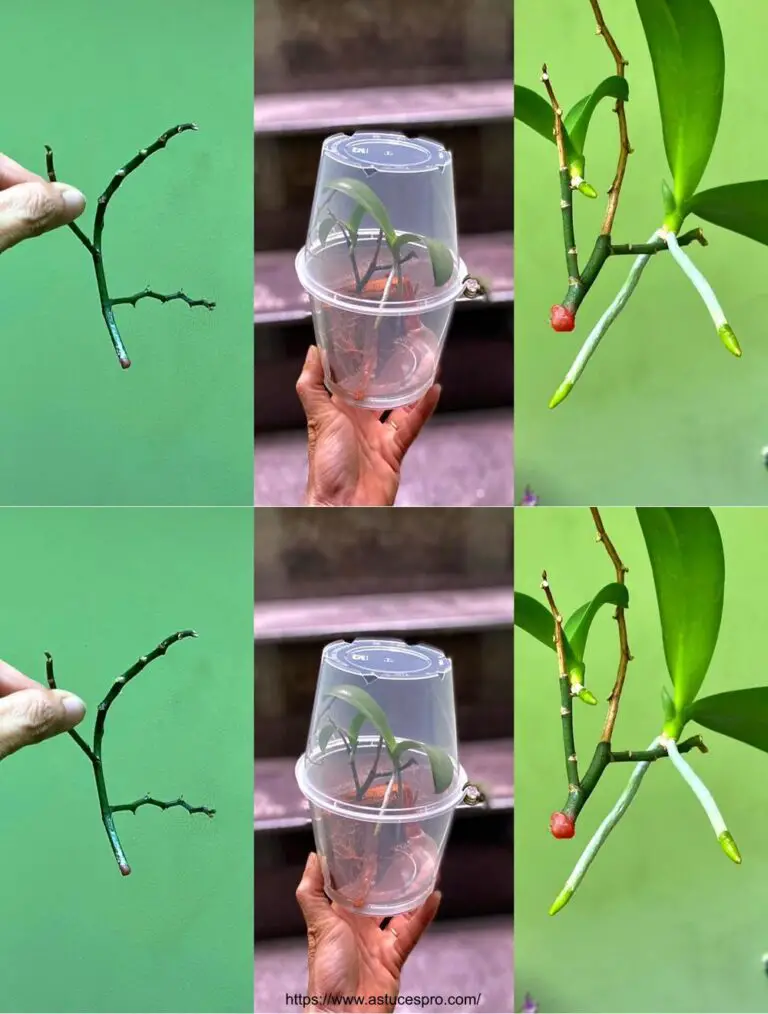 Cómo Multiply Orquídeas de Flores Faned para Revivir Muchos árboles pequeños