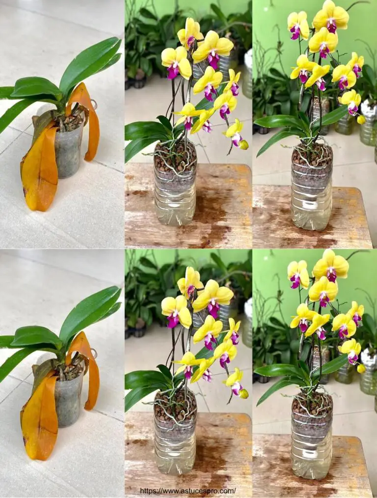 Orquídeas Empuje No Riesgo de podredumbre por Crecimiento Excepcional y Floración