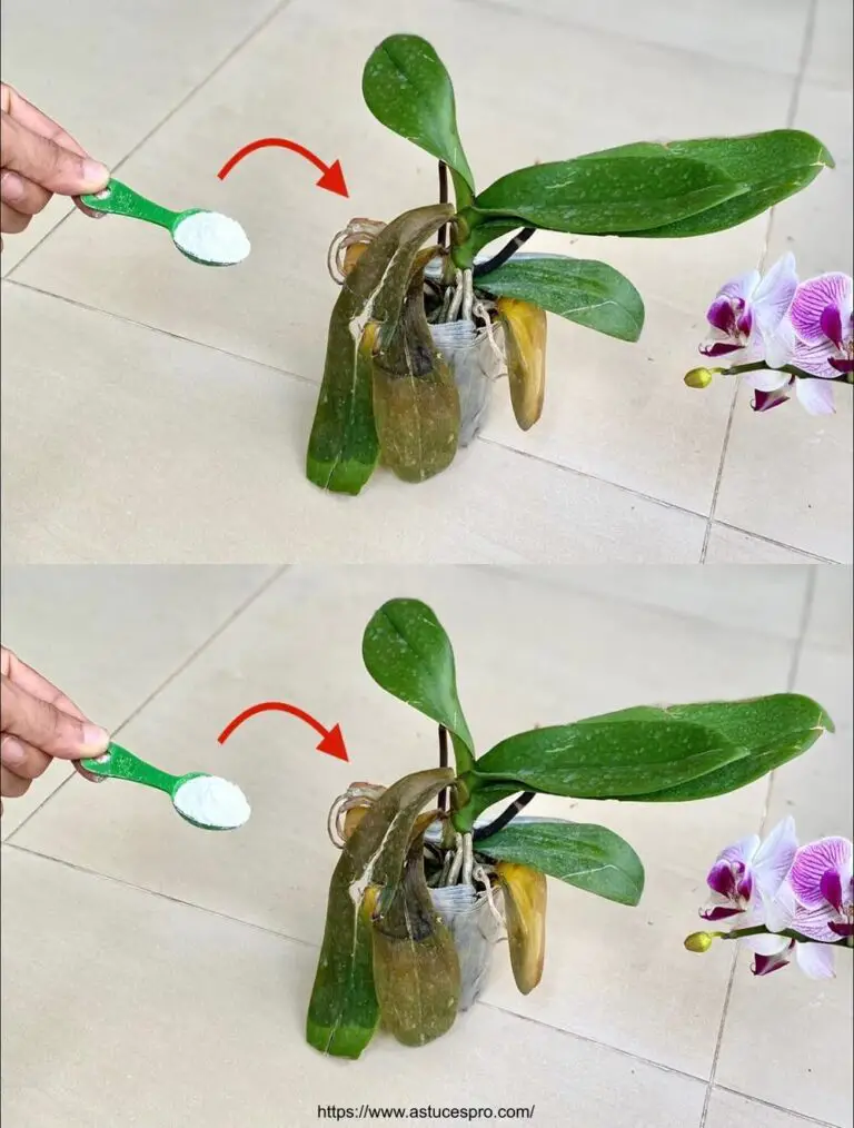 Sorpréndete con esta solución efectiva para orquídeas enfermas