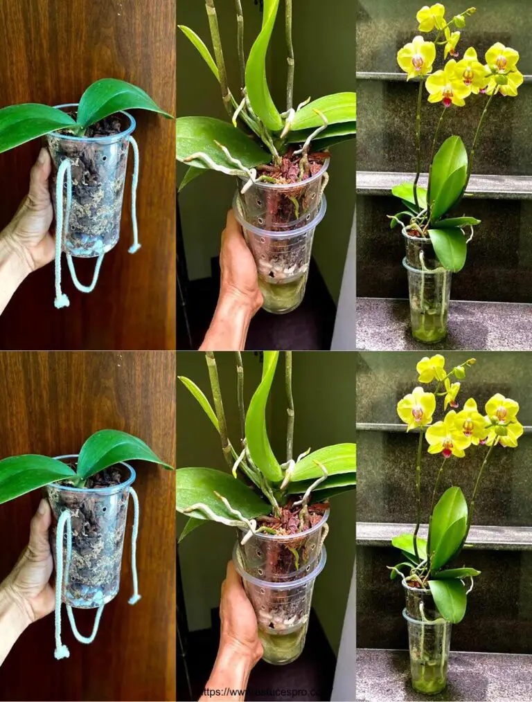 Un método para crecer orquídeas más grandes y florecidas