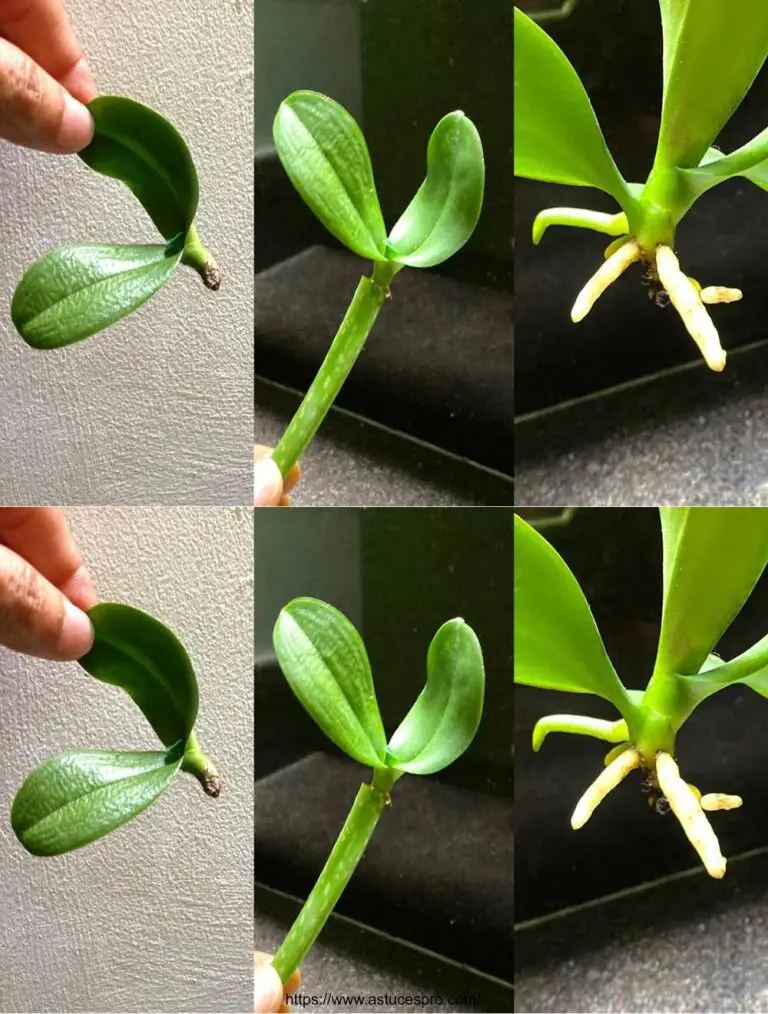 Revivir pequeñas orquídeas sin raíces para un crecimiento rápido