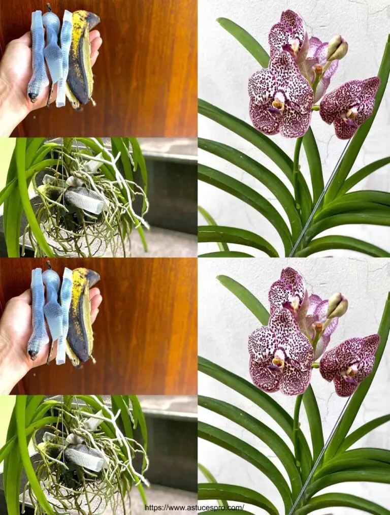 ¡Un Consejo Útil para Graving Your Orchids with Banana Skins!