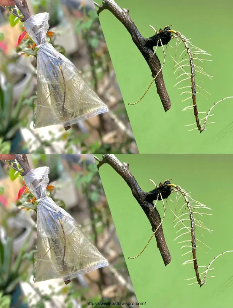 Árboles de fruta multiplique Rápido con agua para el crecimiento de raíz abundante