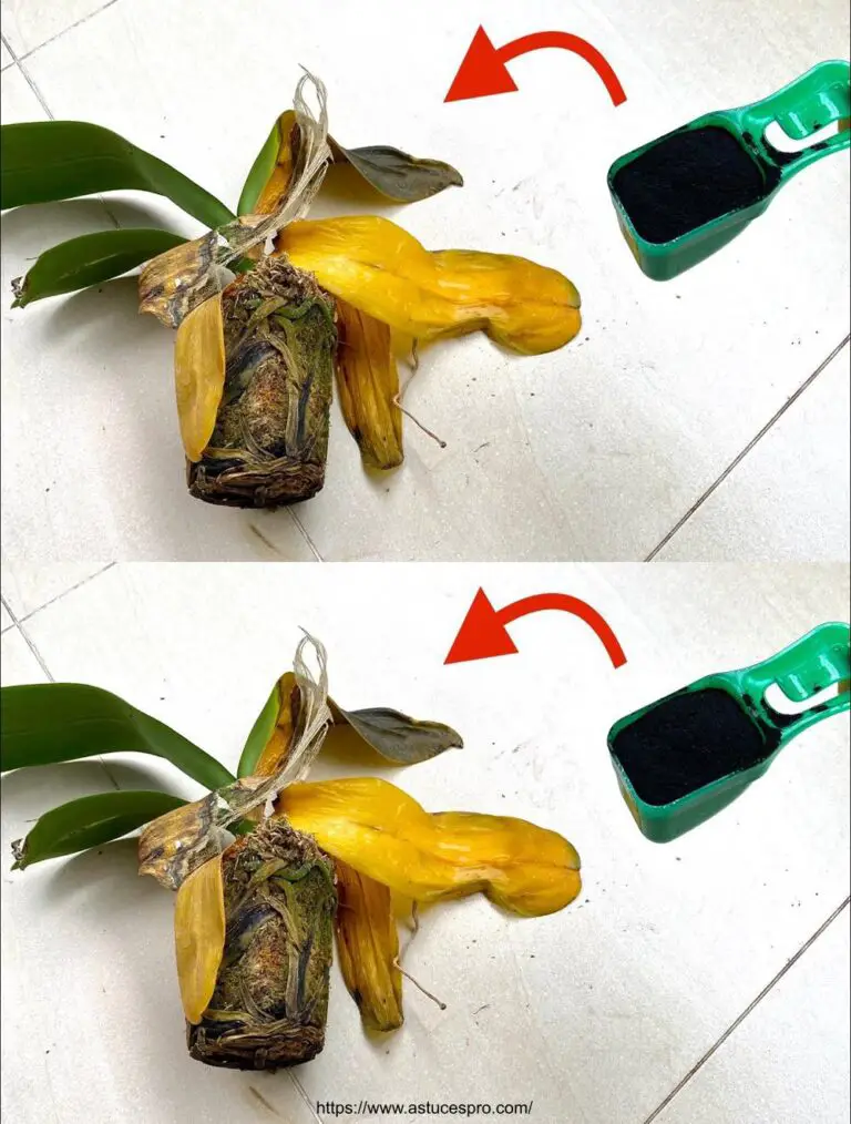 ¡Sorpresa! Una solución eficaz y rápida para las orquídeas abanadas