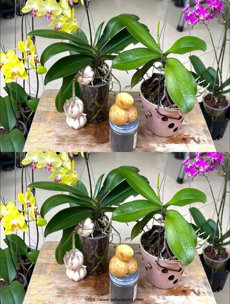 Orquídeas y flores con este método