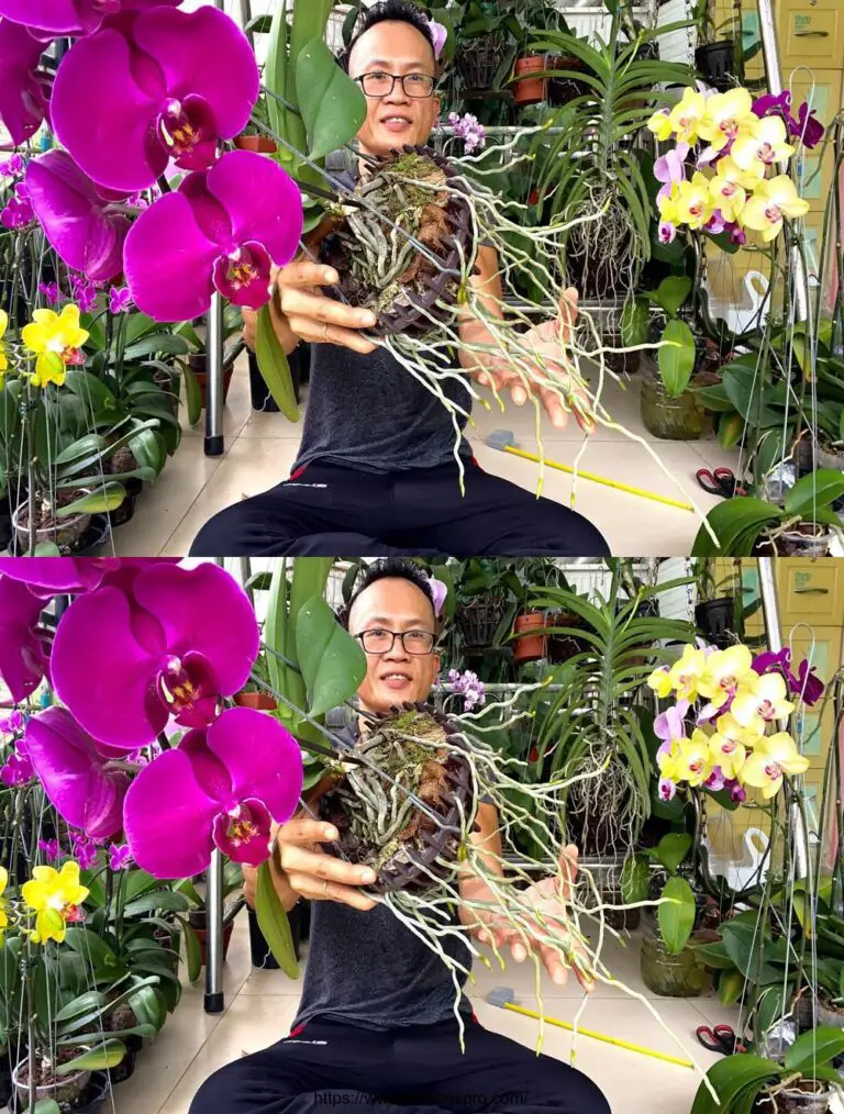 Aumenta el crecimiento de tus orquídeas con super largas raíces y hermosas flores