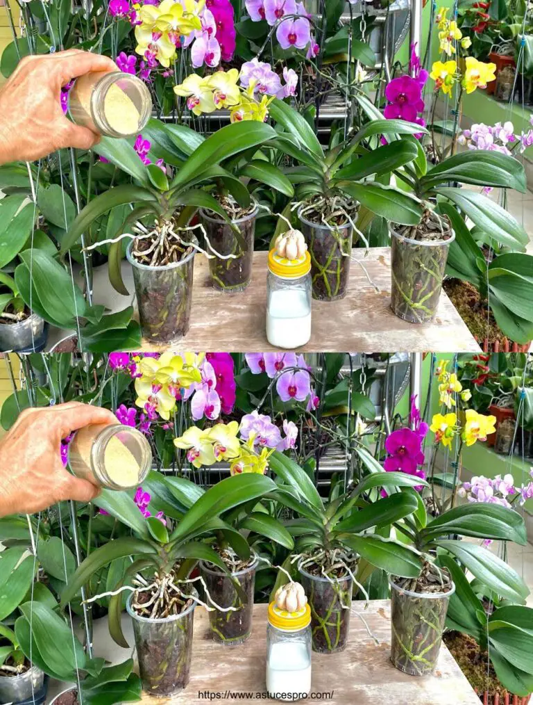 Sonrisas multiply para una florileg de orquídea floreciente