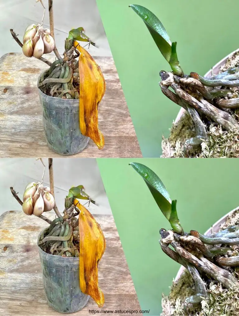 Revivir rápidamente plantas con orquídeas frescas