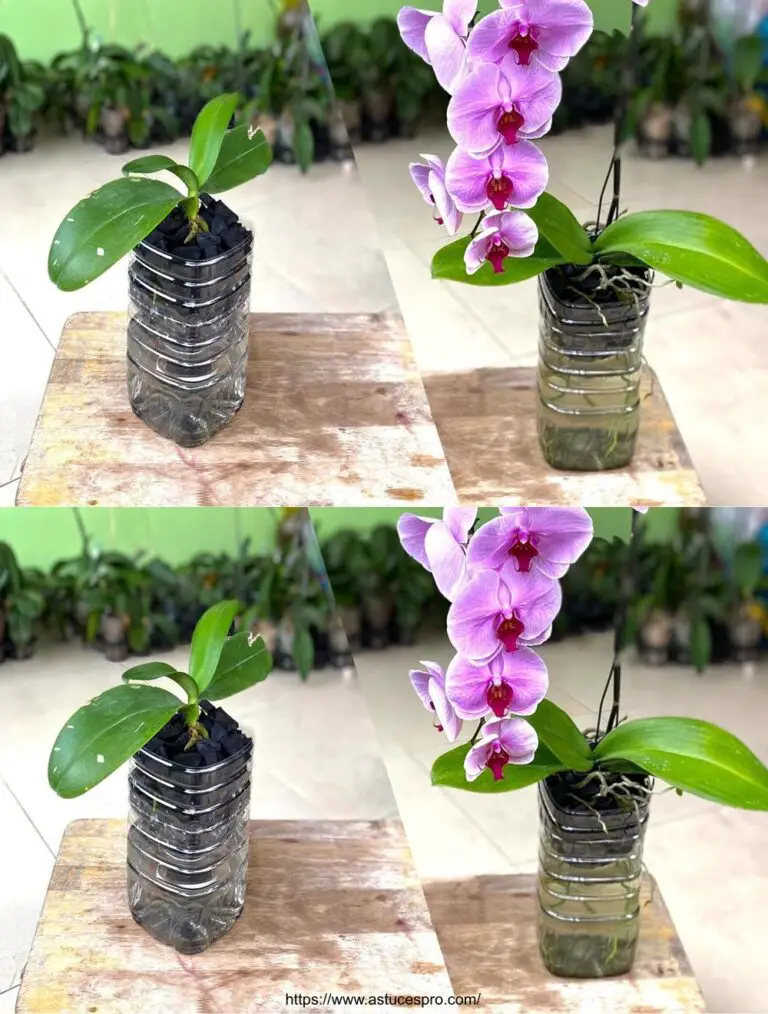 Orquídeas de crecimiento rápido: una guía de Pratqiue