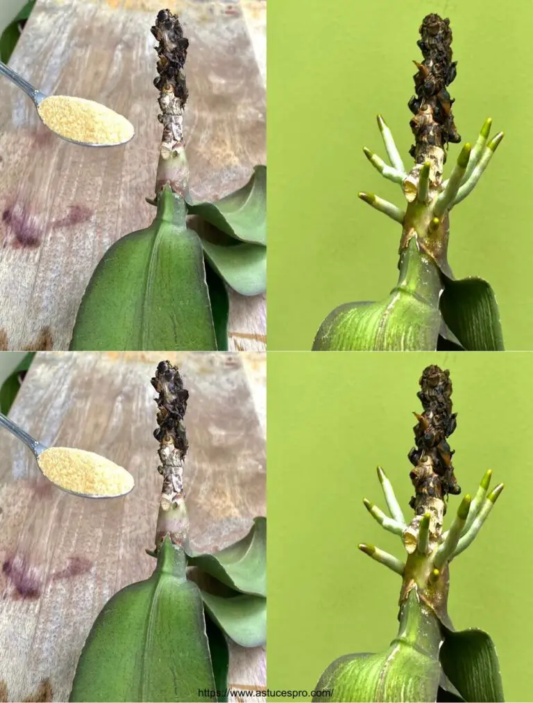 Hacer así para orquídeas sanas