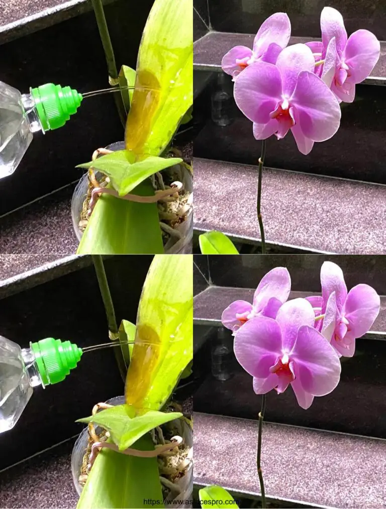 Recovering Orchids Fanned without Affecting Flowers