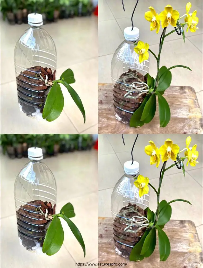 Cultivar Orquídeas con Éxito para Floración Abundante y Sin Riesgo