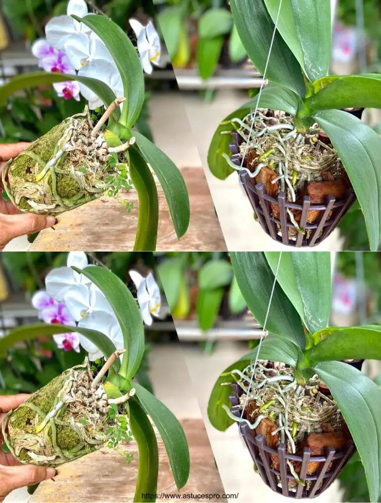 Date la vuelta Orquídeas en plantas de flores con este método!