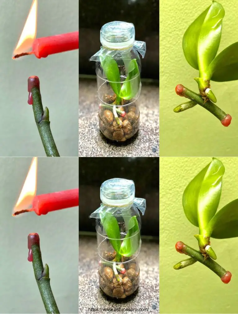 Una manera inteligente de multiplicar orquídeas con cortes para cultivar rápidamente plantas pequeñas