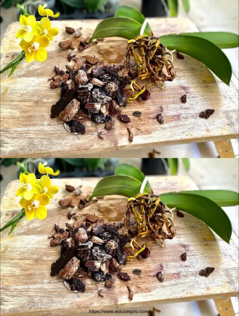 Tip to recognize and treat Mycosis quickly on Orchids, Easily!