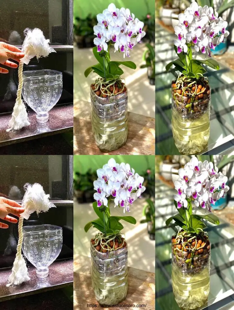 Sorpresa increíble: Empujar las orquídeas Rápido y Abundancia