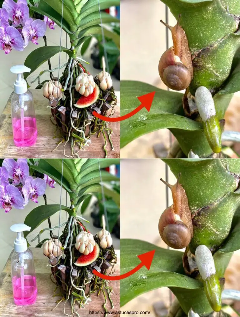 Descubra un sorprendente secreto para proteger sus orquídeas y flores sin caracoles o insectos