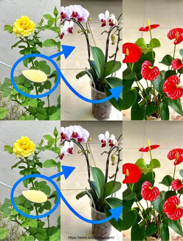 ¡Sorprendete con su magia para orquídeas y flores!