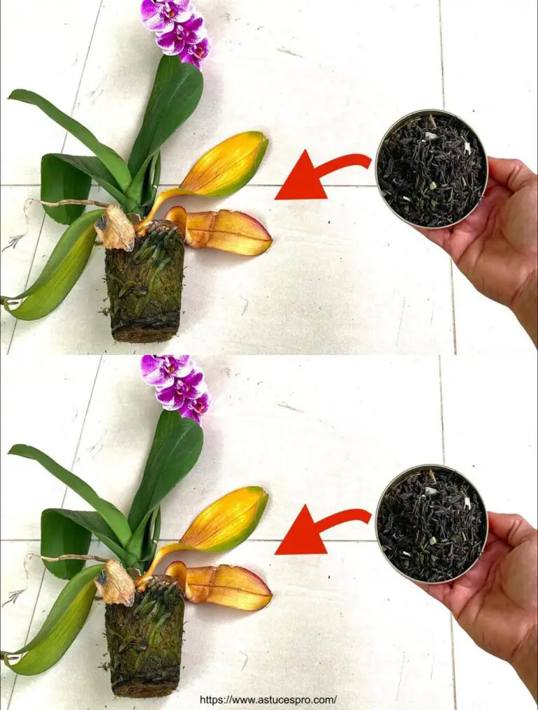 Bien pensado: ¿Cómo ayudar a la orquídea a recuperarse más rápido?