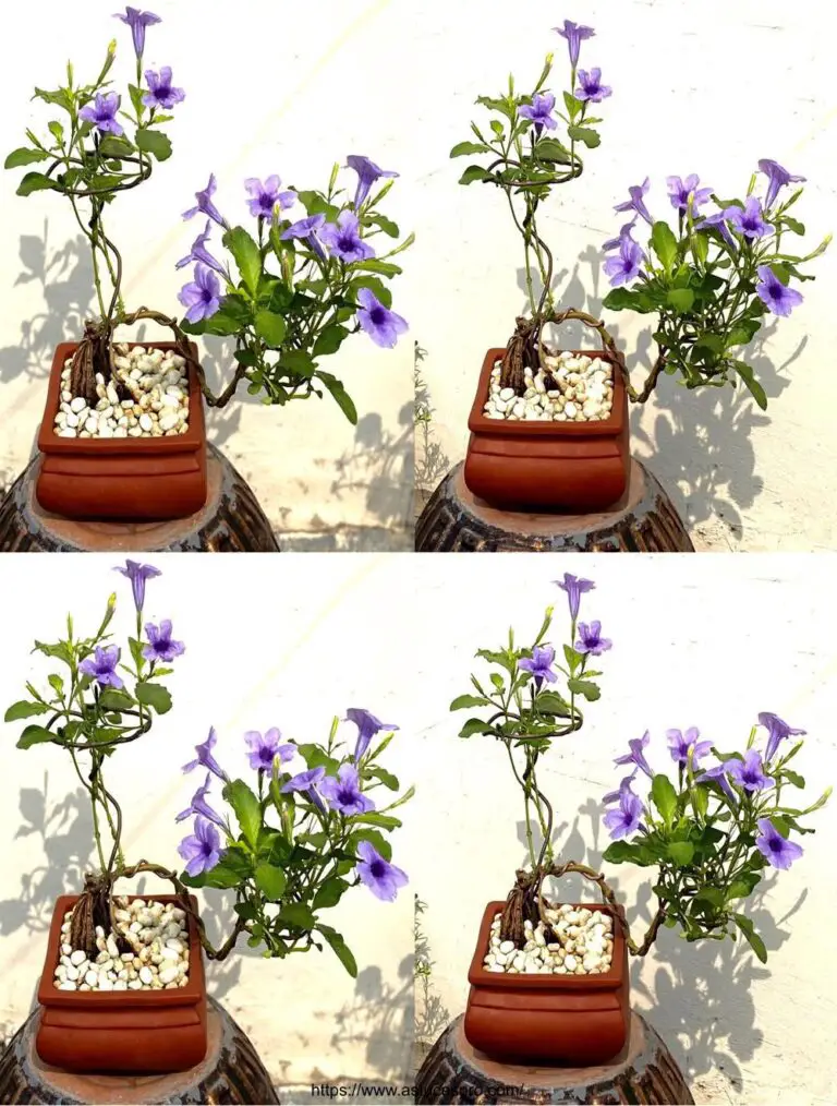 Ruellia Tuberosa: Bonsaïs Sorprendente Flores a lo largo del Camino