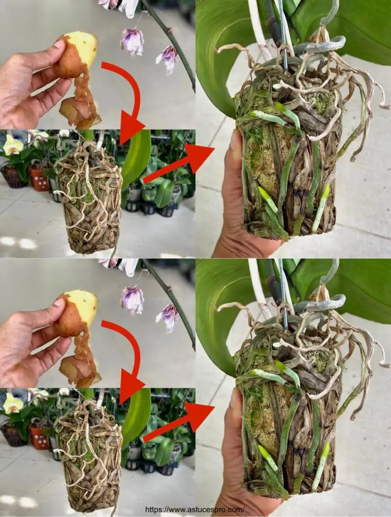 Aumentar el crecimiento de sus orquídeas con estos consejos prácticos!