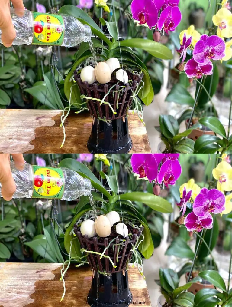 Asistencia para jardinería: El secreto de vinagre para orquídeas en flor y saludable