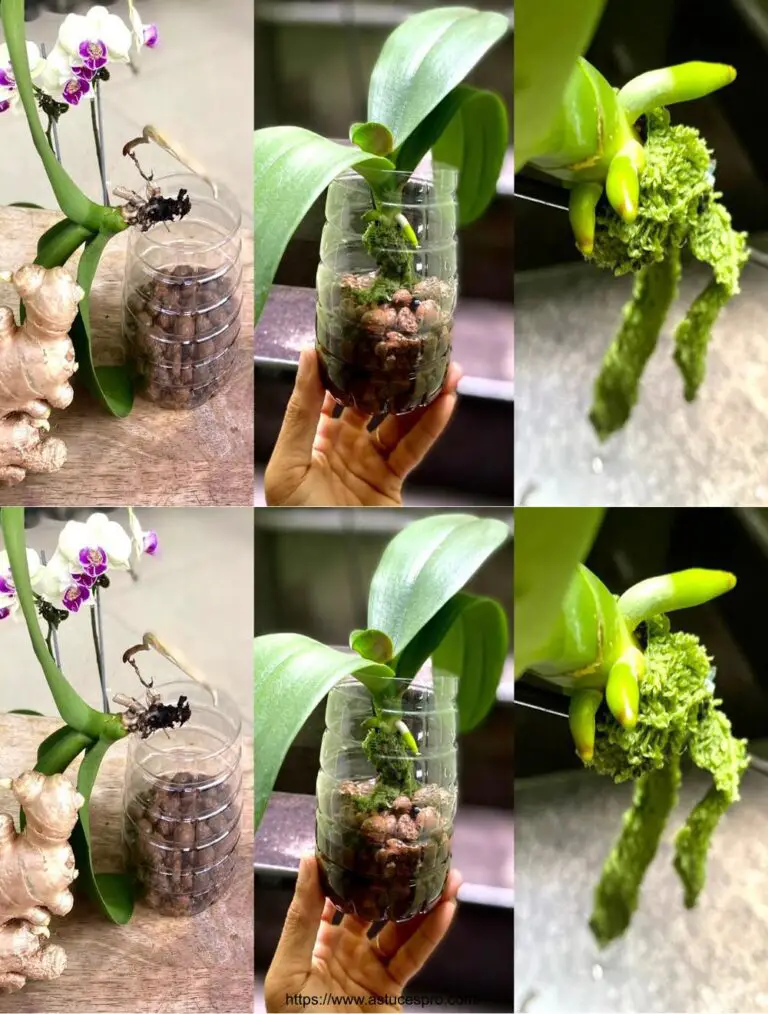 Restauración inesperada: Orquídea sin raíces de tela y resultado sorprendente