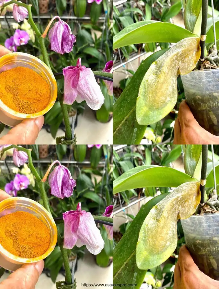 Reinvitaliza tus orquídeas marchitas con la sorprendente regeneración