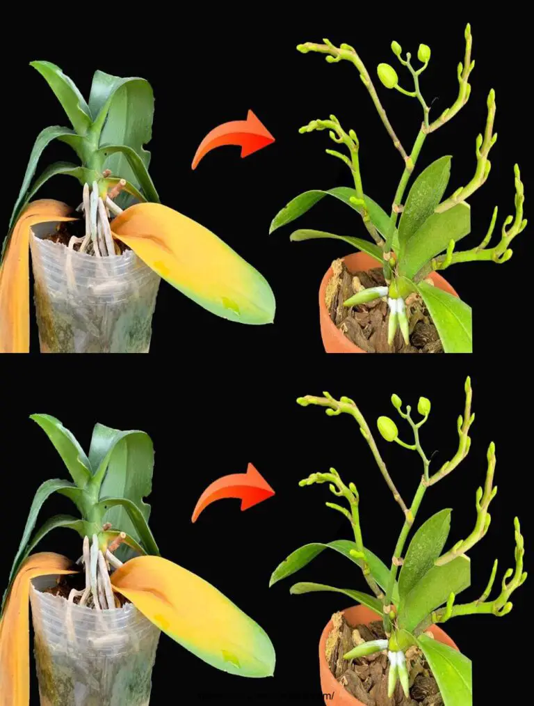 Con 1 plátano, las orquídeas florecerán brillantemente en 4 estaciones