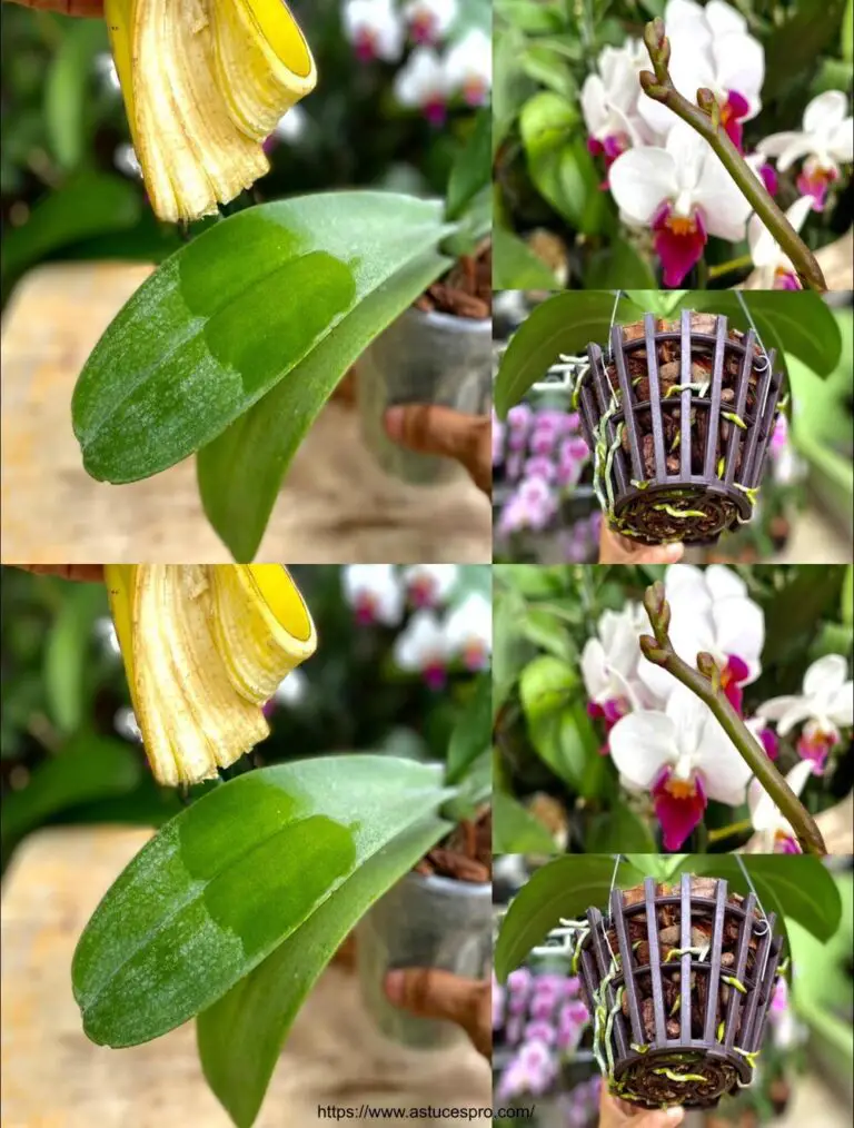 Consejo fácil para limpiar las hojas de orquídea y promover la floración