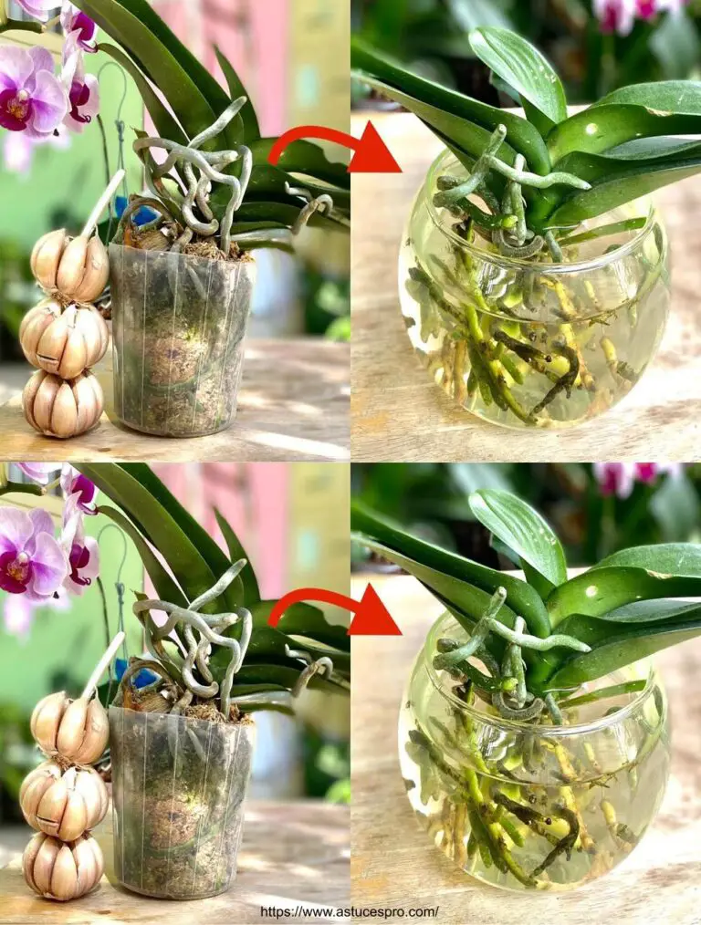 Trasplantar raíces orquídeas sin romperlas para hacerlas más resistentes a los hongos y promover su rápido crecimiento