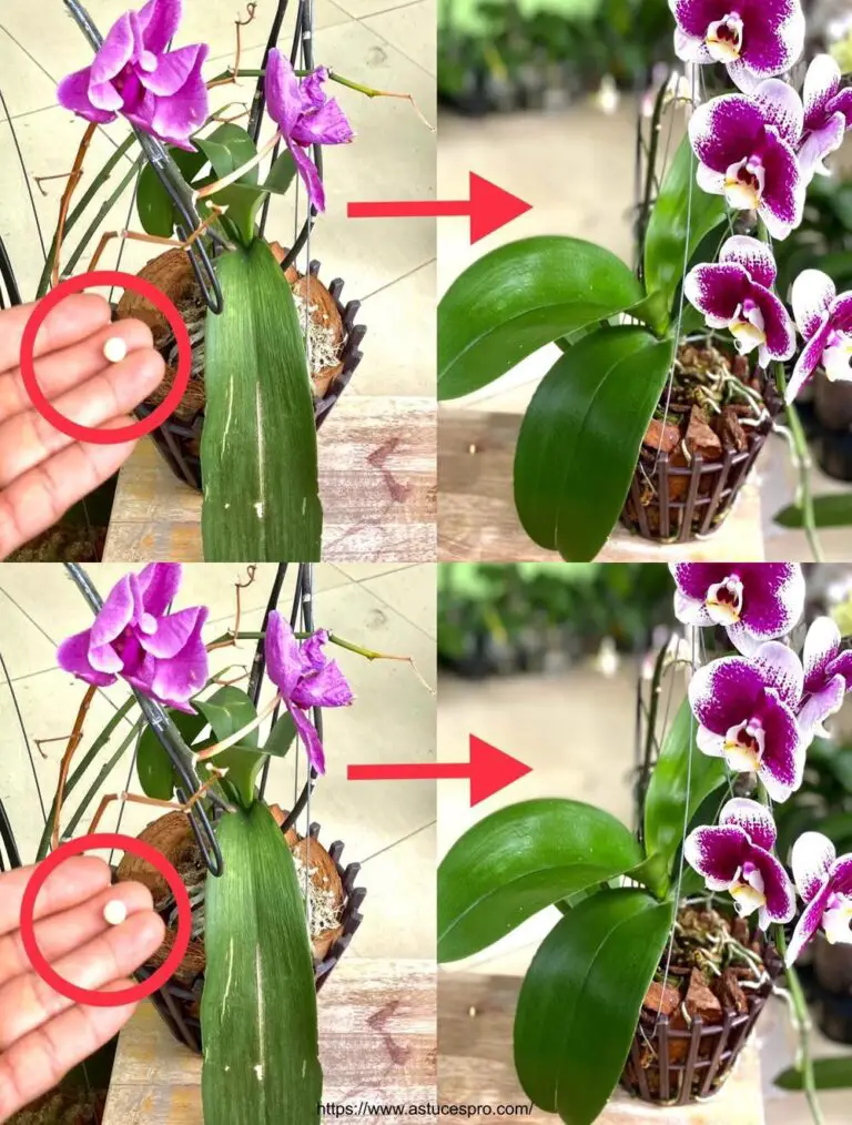 Absolutamente increíble: Recuperación rápida de orquídea marchitada