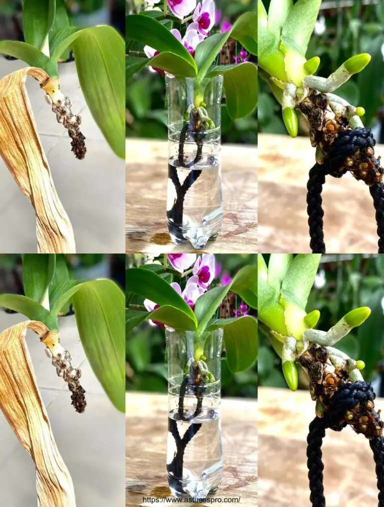 Un pan y agua ayudan al granizo de la orquídea a empujar muchos puntos fuertes