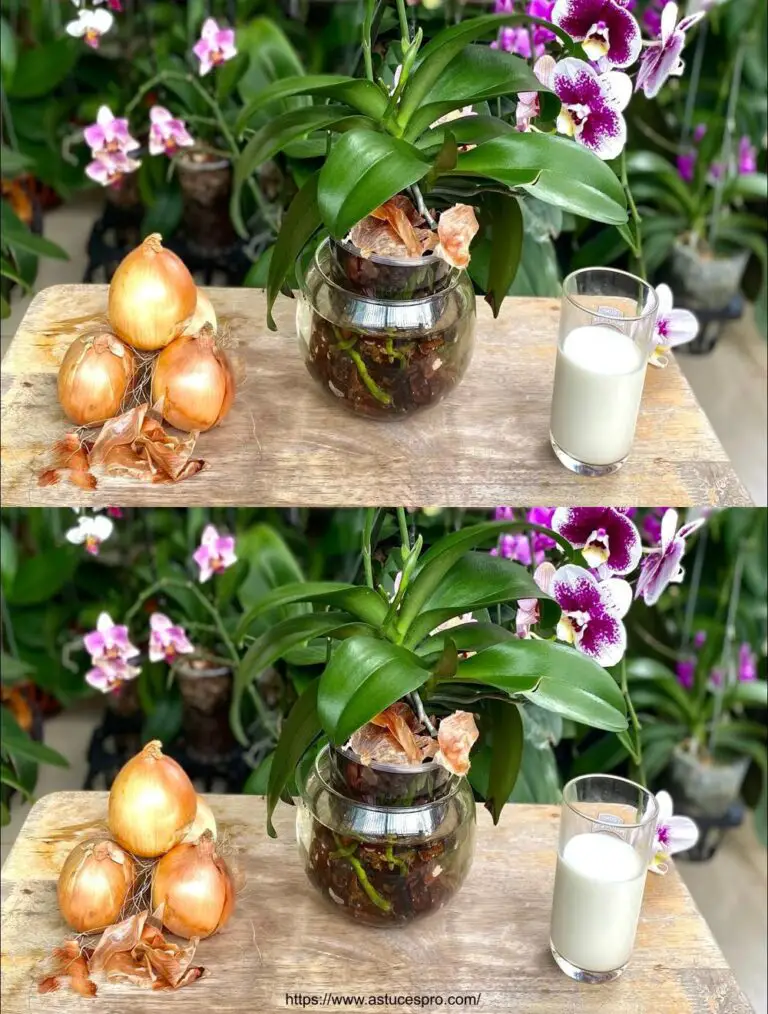 Secretos para Orquídeas Flores Largo tiempo: Cuidado simplificado